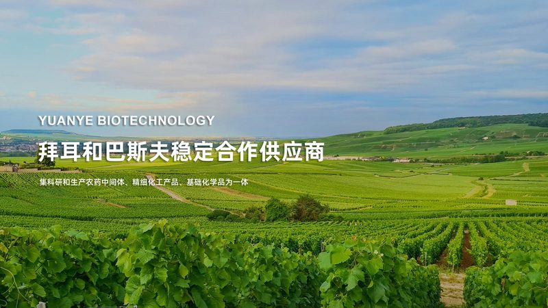 治疗性单克隆抗体定制：揭秘定制化药物的研发奥秘
