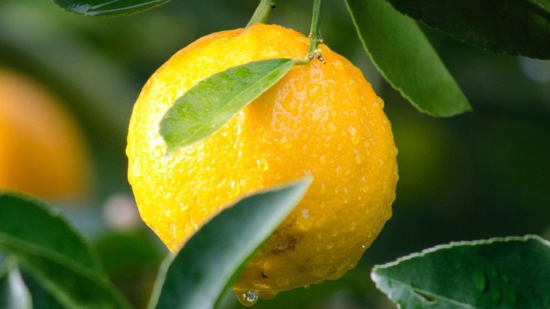 小规模蛋白酶厂家选择：关键因素与误区解析**