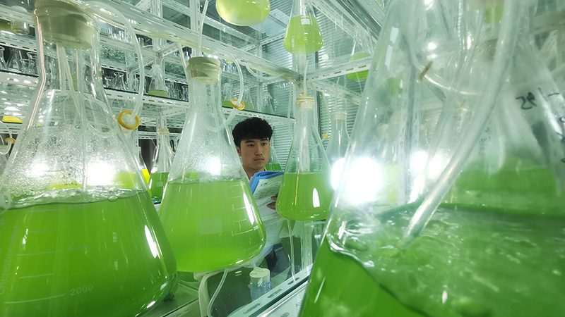 CDMO服务流程图：揭秘药物研发背后的高效协作
